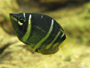 PONDON 5.4 Gallon Fish Tank, Glass Aquarium (Black) : : Pet  Supplies
